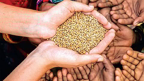 Free Food Grains