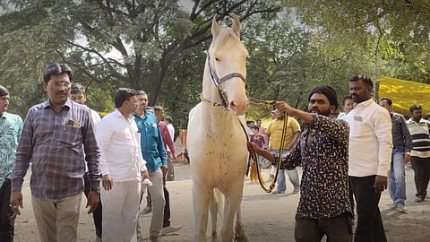 Akluj Horse Market