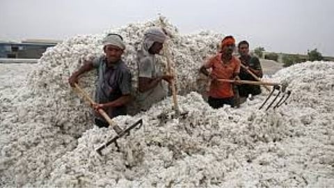 Cotton Price
