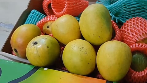 Good news south africa hapus mango enter in kolhapur market yard