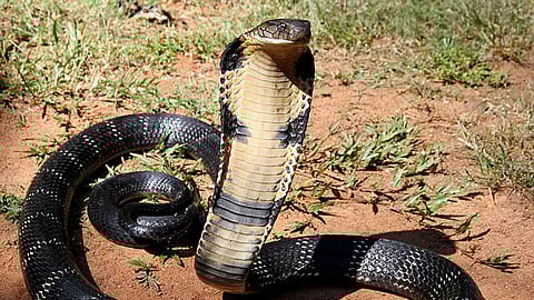 Odisha King Cobra