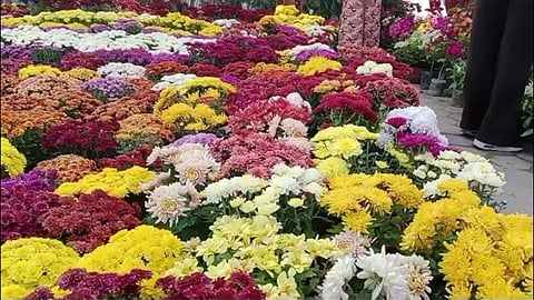 Horticulture Exhibition In Pune