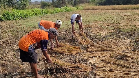 Maharashtra Rain News