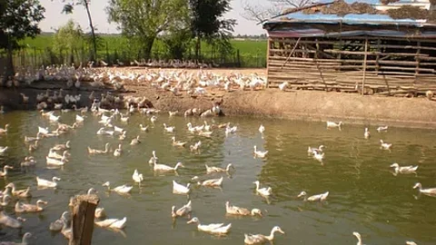 Duck farming