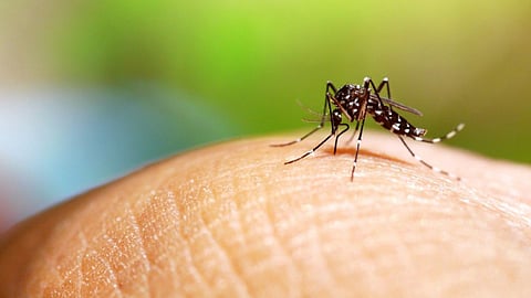 Maharashtra Dengue Patients