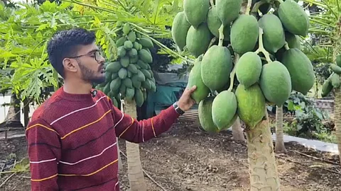 Organic Papaya Farming