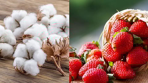 cotton and strawberry price slashed farmers worried in maharashtra