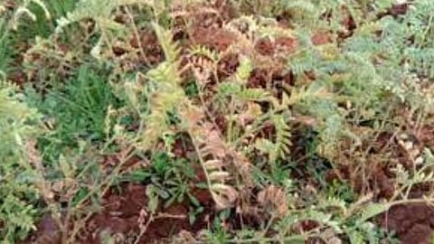 Agriculture News Gram Crop