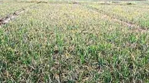 Onion Crop
