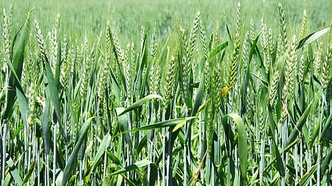 Wheat Crop