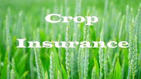 Crop Insurance