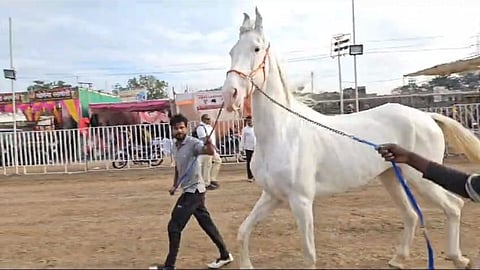 Sarangkheda Chetak Festival