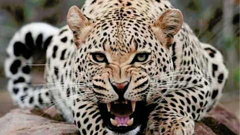 Leopard Attack