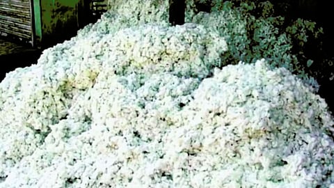 Cotton Price