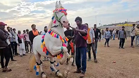 Nandurbar Sarangkheda Horse Festival