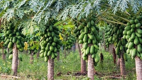 Nandurbar Agriculture News in Marathi