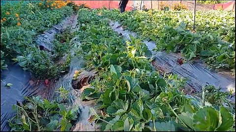Strawberry Crop