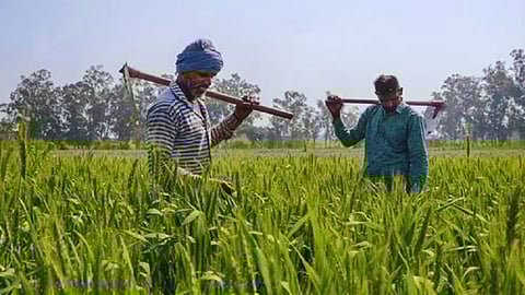 PM Kisan Yojana Benefit: Goverment Likely To Increase Amount to 8000 Rupees per Farmer