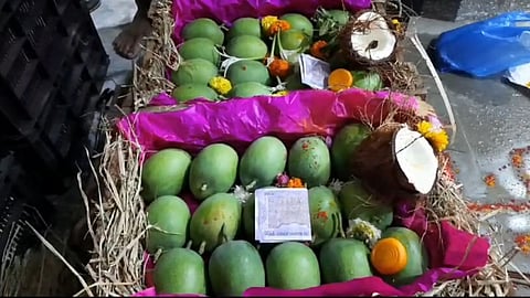 alphonso mangoes arrives from ratnagiri at apmc market navi mumbai
