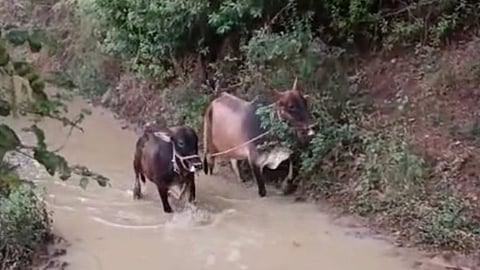 bad road condition of rithad to pardi tikhe near washim