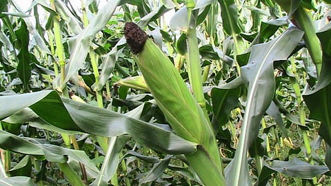 Maize Crop