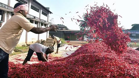 Red Chilli Market