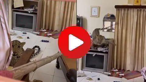 Leopard Into Staff Room