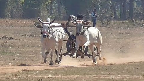 Bullock Cart Race