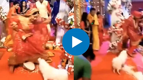 Dog Attack On Bride