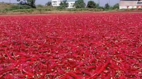 Nandurbar Bajar Samiti