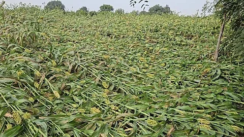 unseasonal rain hits jowar wheat crops