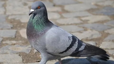 China Spy Pigeon