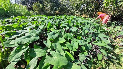 laxmi gaikwad farming aluche pan near maval