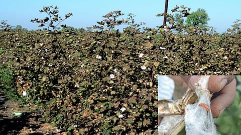 Agriculture News Cotton Crop