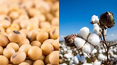 cotton price rise in parbhani