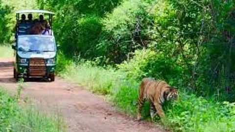 Tadoba National Park