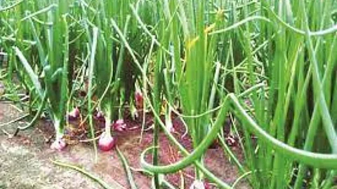 Onion Crop