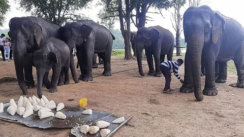 kamlapur elephant camp will be closed for next twelve days