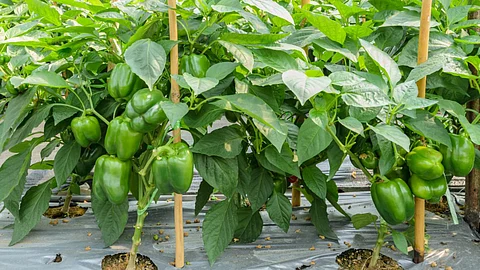 Farmer Success Story