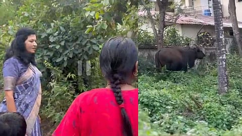bison in sawantwadi city near sindhudurg