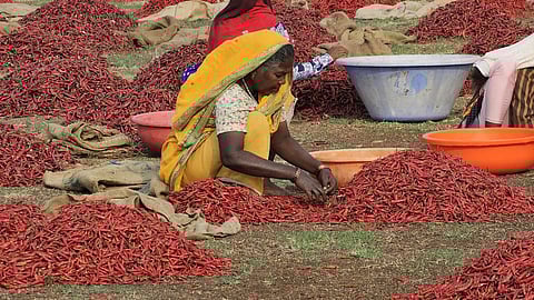 nandurbar mirchi market