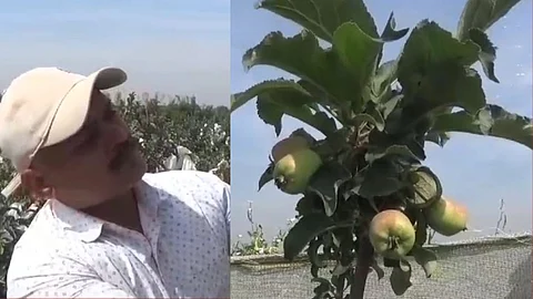 farmer successfully grows apple in palkhed near nashik