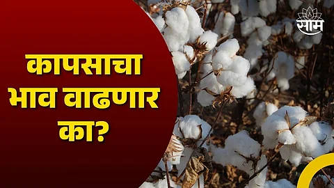Cotton Price in Maharashtra