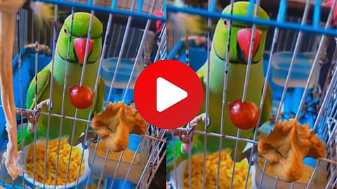 Parrot Quarrel in Marathi