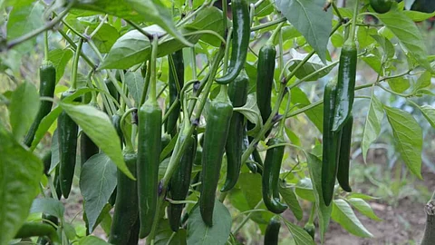 biloli farmer earns one lakh with chilli farming near nanded