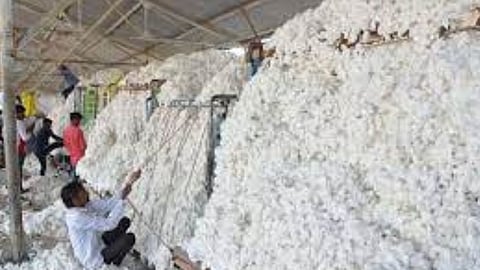 Cotton Price