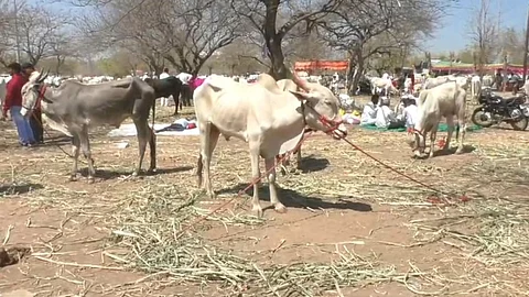 Pandharpur Maghi Khillar Bail Bazar