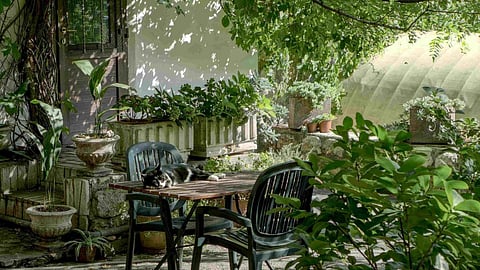 Home Gardening Ideas