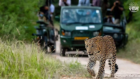 Junnar Leopard Safari