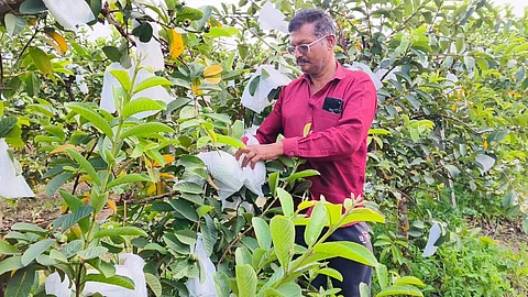 bhandara guava growers earn rs 10 lakh in year success story